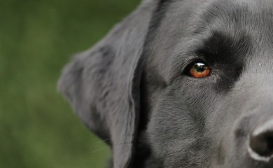 Pas napao četvorogodišnju djevojčicu i ubio je