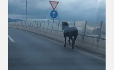 SARAJEVO: Konj galopirao brzom cestom