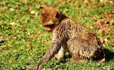 I dalje vanredna situacija zbog majmunskih boginja