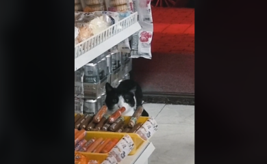 Mačak krao hranu, postao hit na TikToku