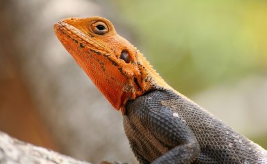 Kafić u kojem posjetiocima društvo prave zmije i gušteri