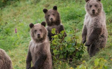 Stiglo zvanično upozorenje: Ova evropska zemlja najavljuje vanredno stanje zbog medvjeda