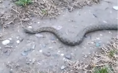 Zmija u banjalučkom naselju Česma