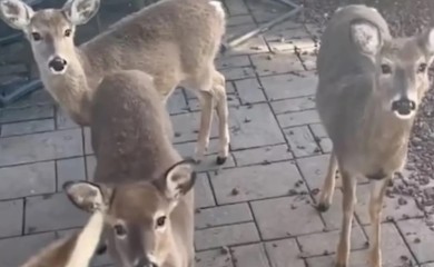 Ženi se ispred vrata pojavila grupa jelena, njena reakcija oduševila mreže (VIDEO)