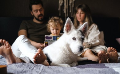Koliko je (ne)zdravo puštati ljubimce u krevet