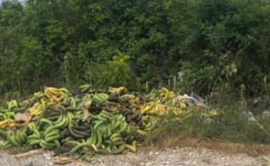 Pronađena veća količina bačenih banana: Jesu li ovo one u kojima je pronađen kokain