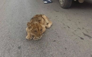 Otkazuju joj organi, prestala da uzima hranu: Mala lavica Kiki sve lošije