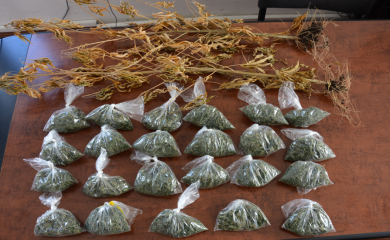 Pretresi u Prijedoru, oduzeta marihuana