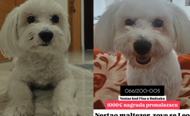 U Banjaluci se izgubio maltezer, vlasnik nudi 1.000 evra onome ko ga nađe