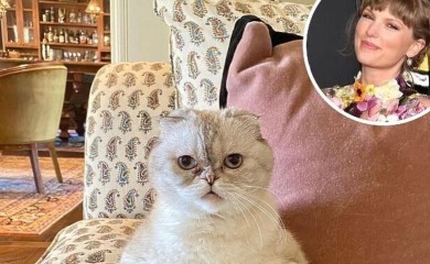 Mačka Taylor Swift je među najbogatijim kućnim ljubimcima na svijetu