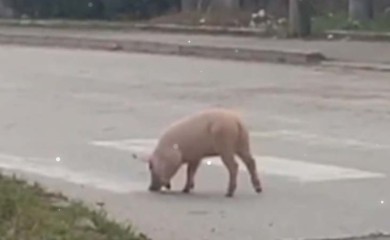 Odbjeglo prase snimljeno kako trči ulicama grada