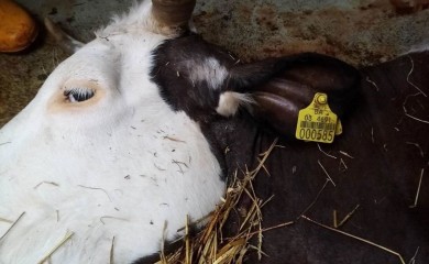 Struja ubila sedam krava kod Prijedora, telad bez kapi mlijeka