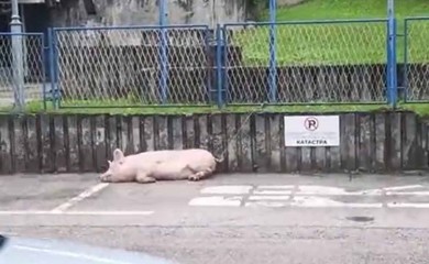 Svinja zavezana na parkingu policije (VIDEO)