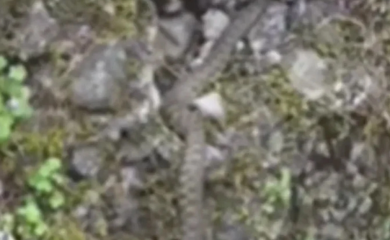 Zmija snimljena na šetalištu u Banjaluci (VIDEO)