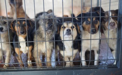 MANJAČA: Dan otvorenih vrata u azilu