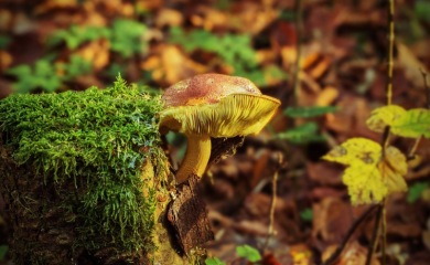 Trovanje gljivama u Banjoj Luci i Doboju