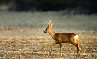 POREČ: Dva vozila udarila u srne, policija upozorava vozače