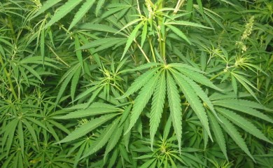 Pronađene tri plantaže indijske konoplje u Konjicu