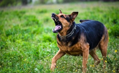 Pas se otrgao sa povoca i izgrizao dijete: Vlasnik bio pijan