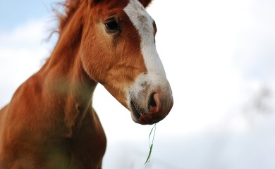 Reagovala policija: Komšiji u svađi ranio konja iz lovačkog oružja