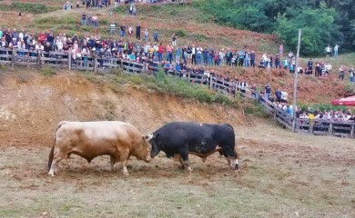 Bik Miško pobjednik Grmečke koride