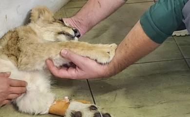 Tuga u Zoo vrtu na Paliću: Uginula lavica Kiki