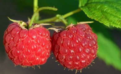 Otkupne cijene malina još nisu poznate