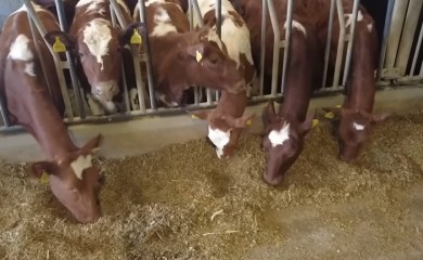 Romanijski mljekari traže rješenja za opstanak