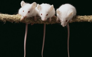 Žena živjela sa 800 miševa