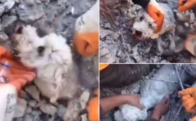 Spasioci pronašli nepovrijeđenu životinju: Psa od smrti spasla žičana armatura (VIDEO)