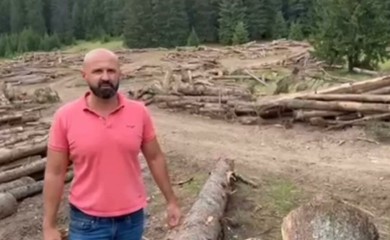 "Da li se ovako brane naša prirodna bogatstva" Plavšić upozorava na bespravnu sječu šuma