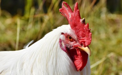 Ptičiji grip u Japanu: Planirano uništavanje 100.000 kokošaka