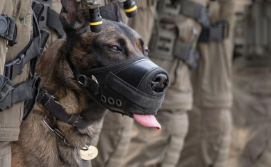 Četiri psa tragača boriće se protiv kriminala u Crnoj Gori