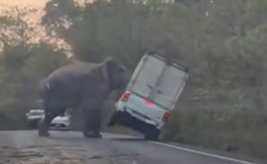 Nevjerovatan prizor: Slon surlom prevrnuo automobil (VIDEO)