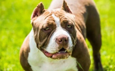 Dva pit bula nasmrt izgrizla dvoje male djece, majka pokušala da ih zaštiti