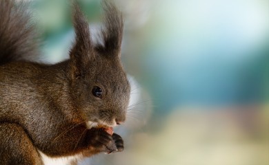 Kina ima specijalni tim: Vjeverice otkrivaju drogu
