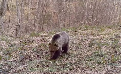 Mrki medvjed se probudio iz zimskog sna (VIDEO)