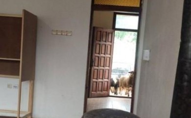 "I ovce došle na glasanje": Nenajavljena posjeta domaćih životinja na biračkom mjestu