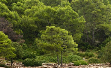 Grupnjak usred dana na dalmatinskoj plaži (FOTO)