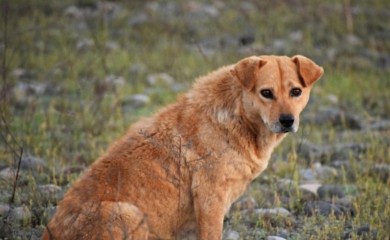 Jeziva scena: Muškarac puškom ubio komšijskog psa