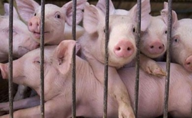 Kakva će biti cijena prasića oko praznika koji su pred nama