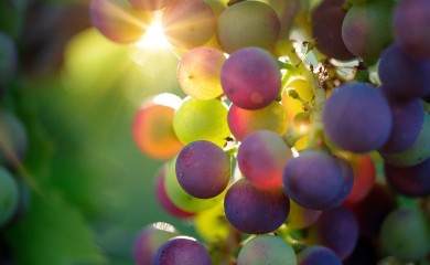 Voće bogato vitaminima: Crno grožđe, jesenji eliksir zdravlja