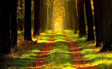 RS: “Šume Republike Srpske” poslovale pozitivno u prva dva kvartala