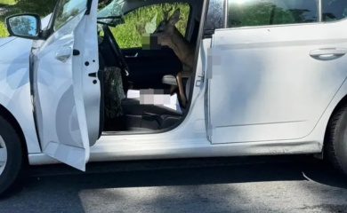 Nesvakidašnja nesreća u Hrvatskoj: Srna probila staklo i uletjela u auto, vozač završio u bolnici