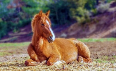 LIVNO: Spašeno divlje ždrijebe