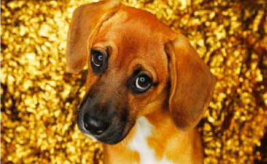 Uzdah psa koji ukazuje na narušeno zdravstveno stanje