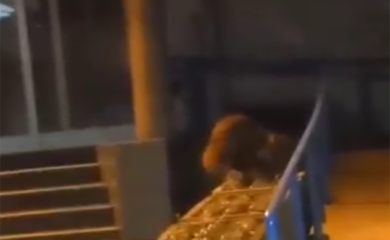 Lisica prošetala Prijedorom