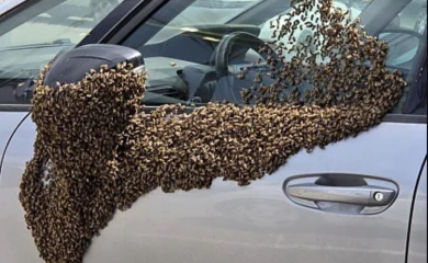 Izazvale masovnu paniku: Hiljade pčela napale posjetioce tržnog centra u Izraelu