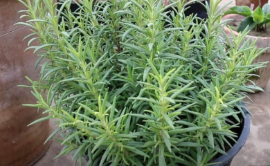 Od davnina se čuva kao amajlija: Ova biljka donosi sreću i novac