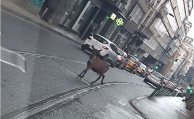 Centrom Sarajeva prošetala koza